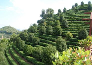 Seven Star Tea Plantation - Yangshuo Tours