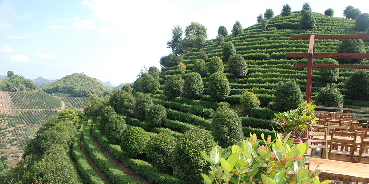 Seven Star Tea Plantation - Yangshuo Tours